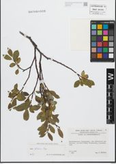 Foto von Salix glabra Scop.